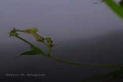 Ceropegia santapaui
